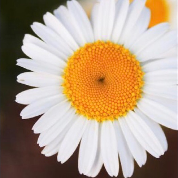 Original Daisy wall art set of 3 8x10 pictures - Picture 4 of 5